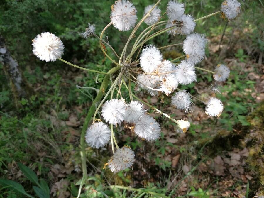Tephroseris helenitis fruit