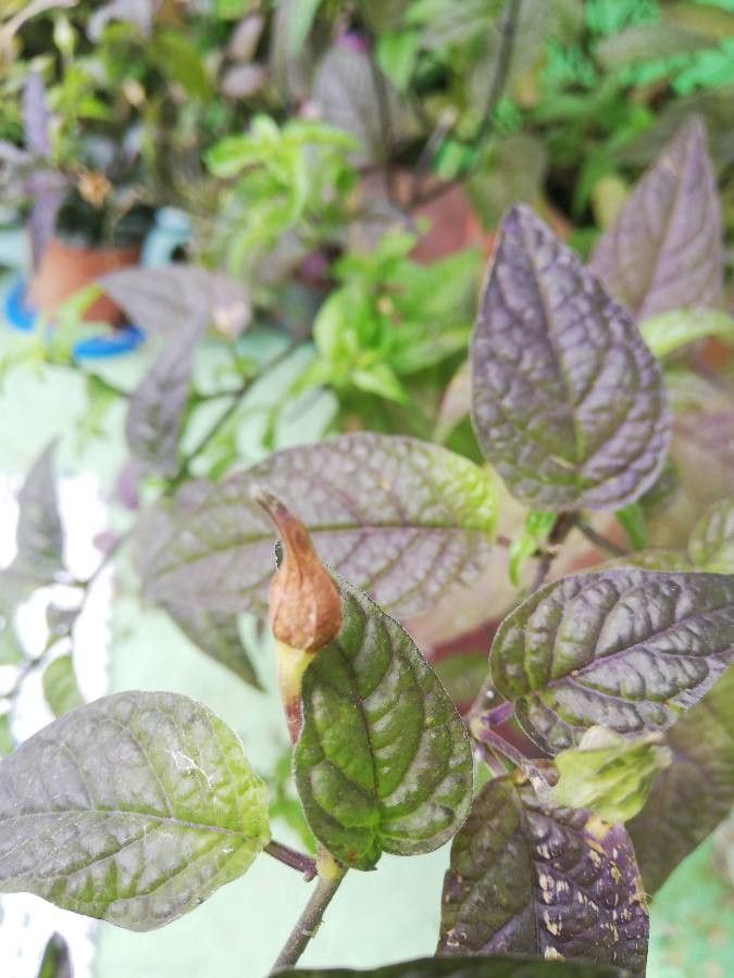 Browallia speciosa fruit