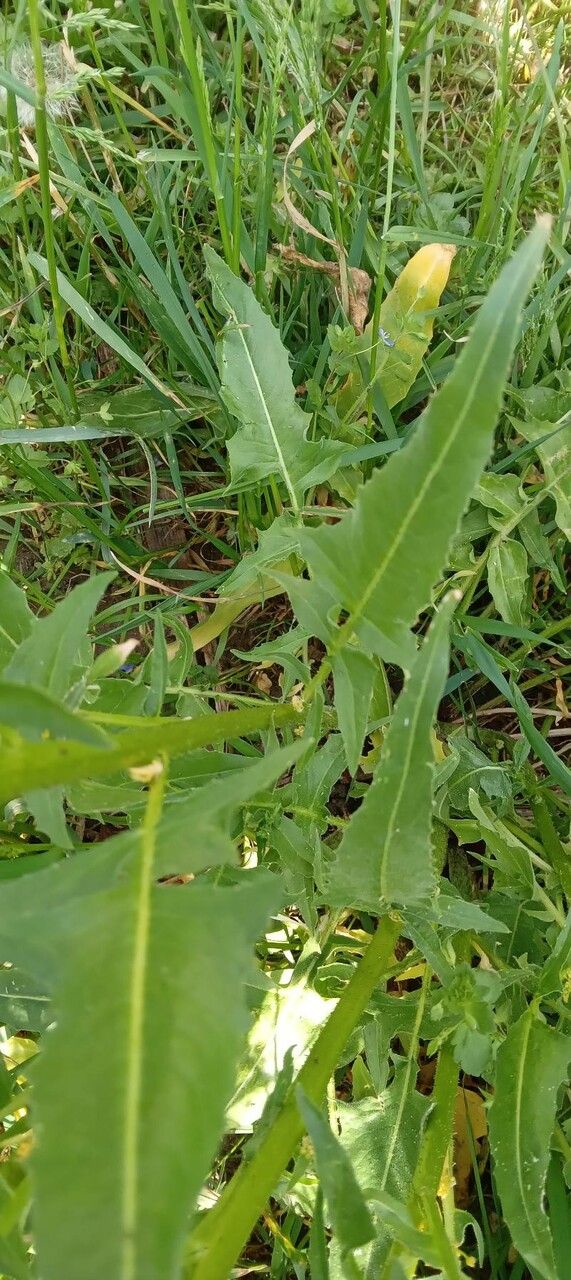 Bunias orientalis leaf