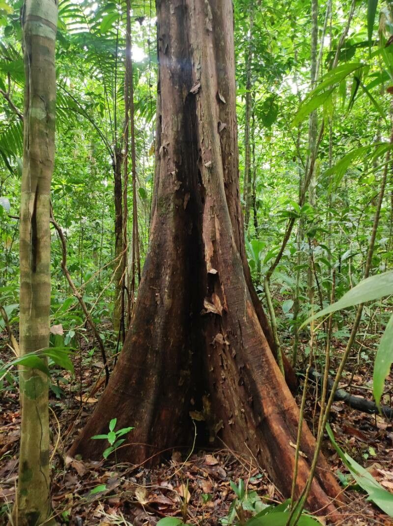 Couratari scottmorii — houseplant care guide