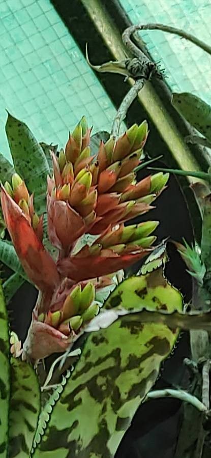 Aechmea orlandiana flower