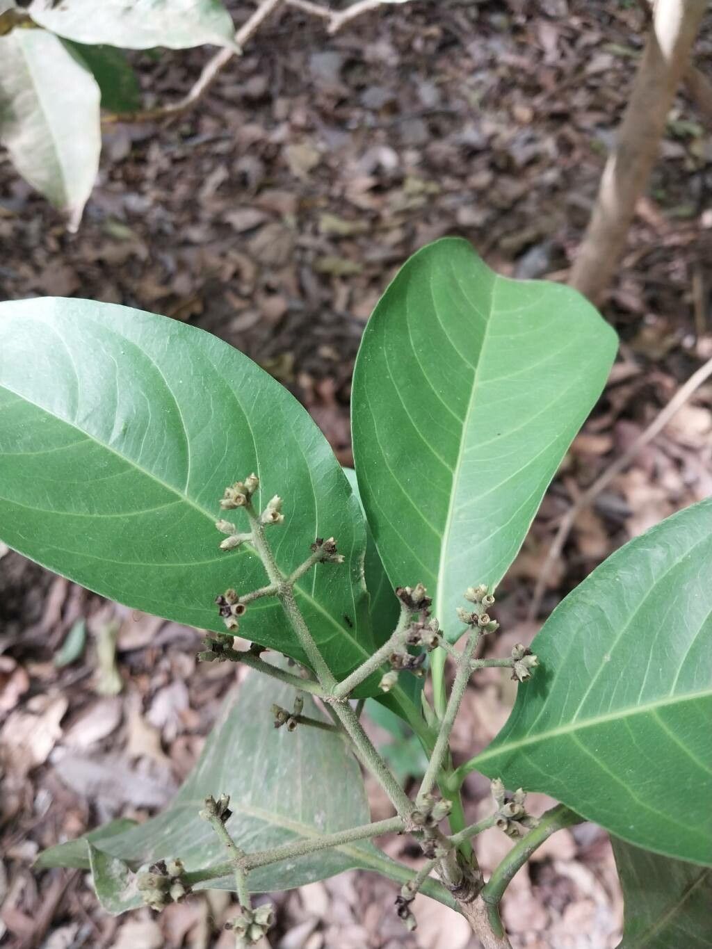 Ixora floribunda flower