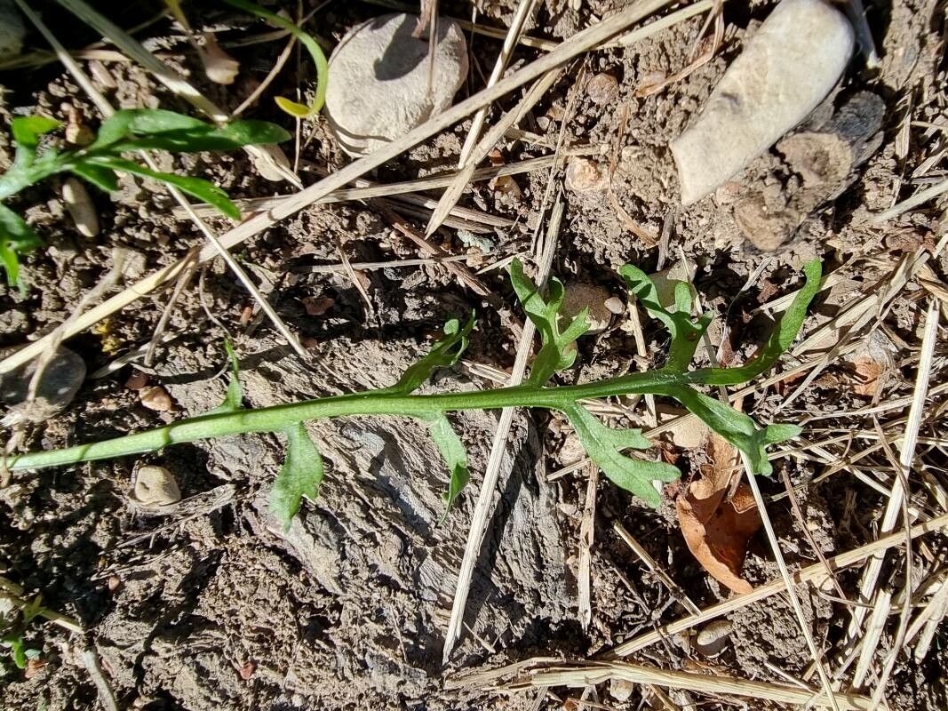 Lepidium coronopus — search result for 'Lepidium'