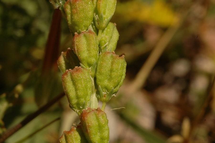 Reseda undata fruit