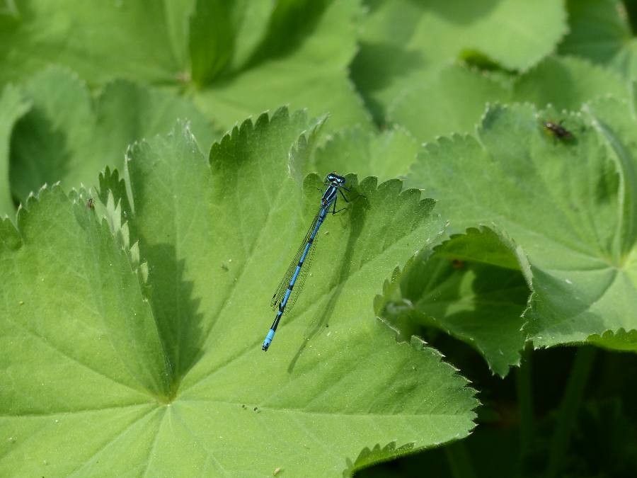 Alchemilla xanthochlora