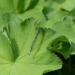 Alchemilla xanthochlora