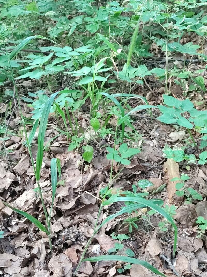 Hordelymus europaeus flower