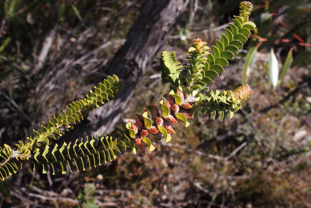 Regelia inops flower