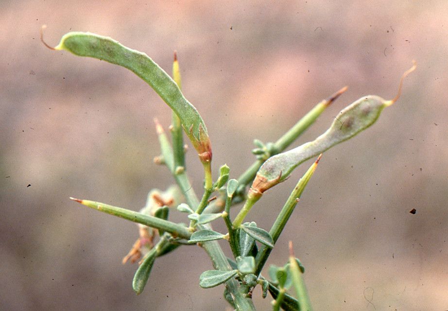 Genista ifniensis other