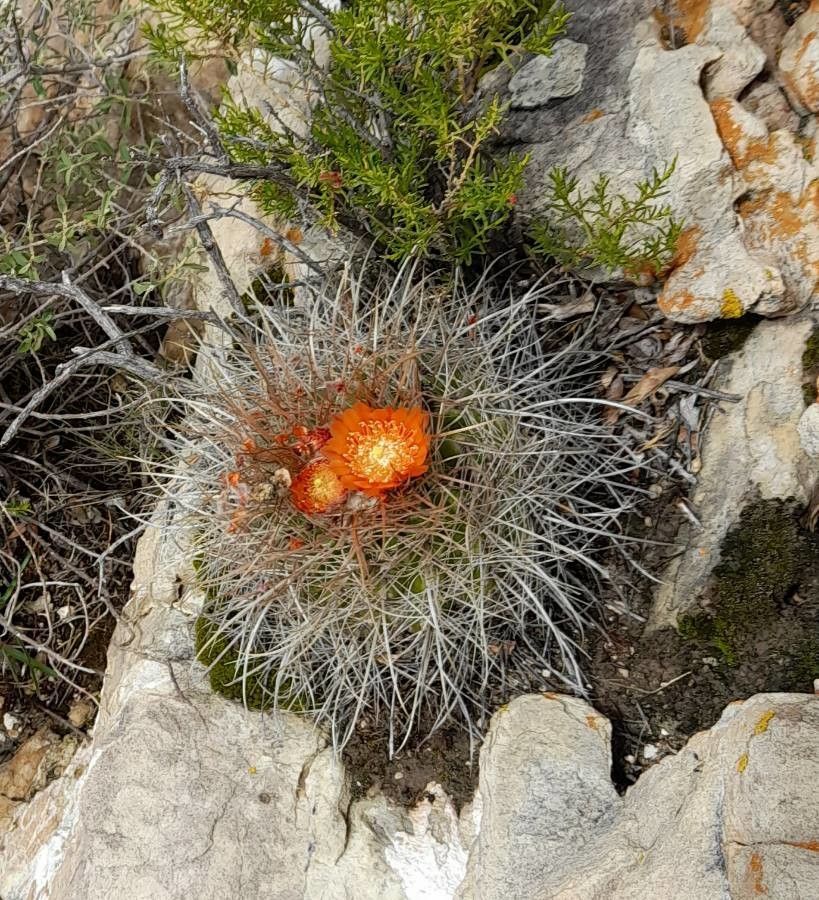 Parodia maasii flower