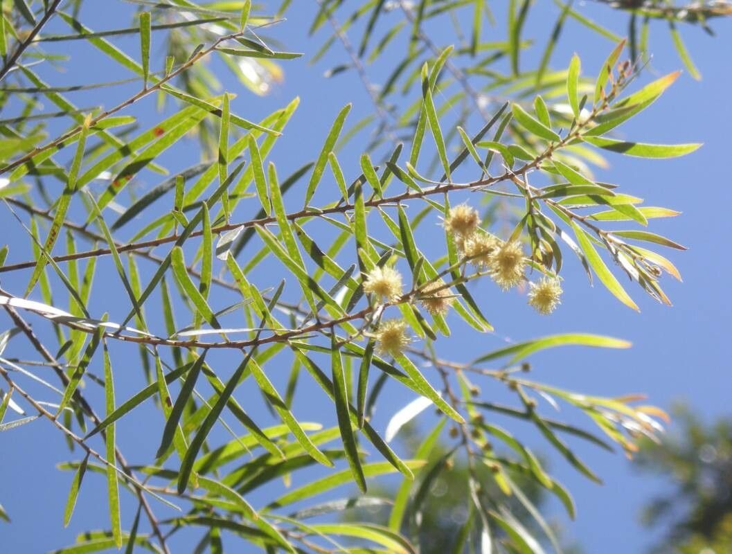 Acacia fimbriata — houseplant care guide