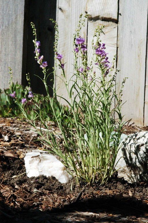Penstemon pseudoputus habit
