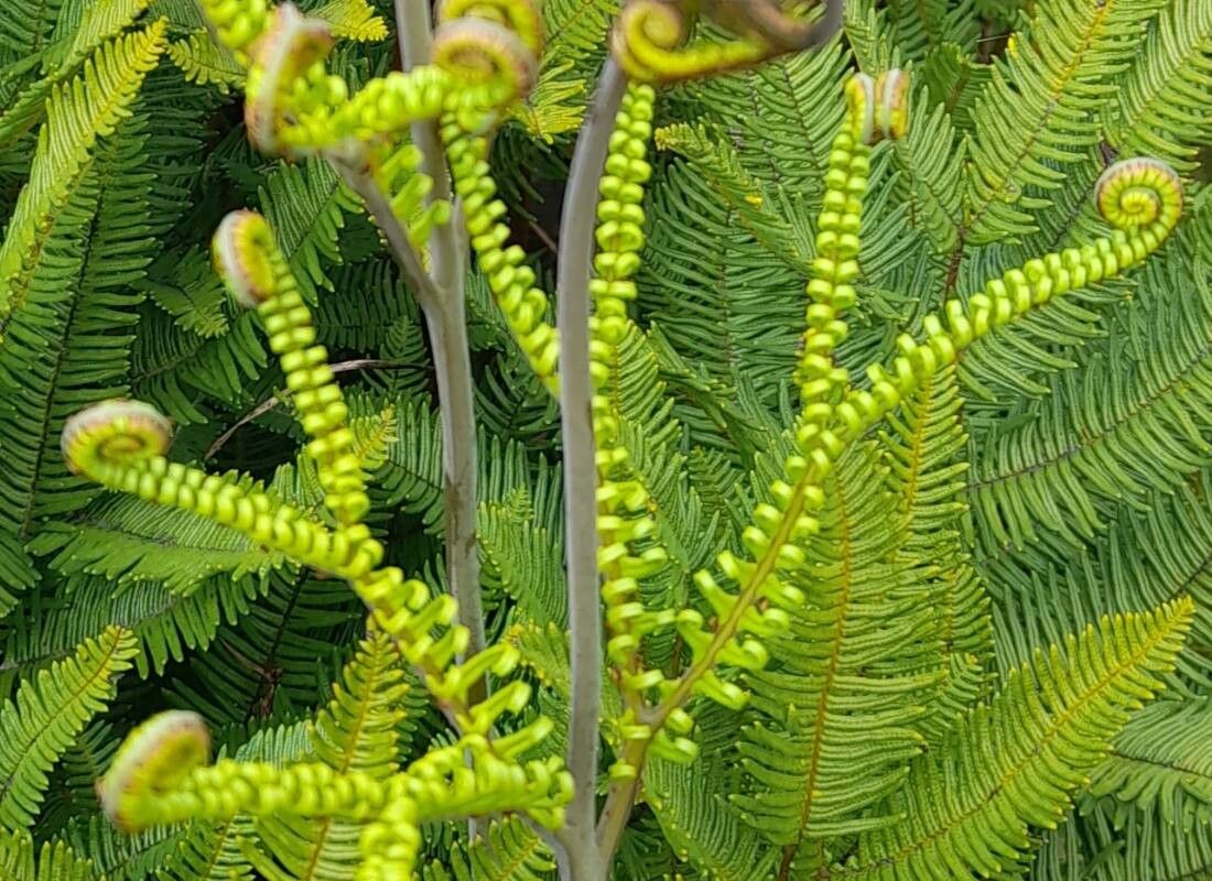 Sticherus cryptocarpus leaf