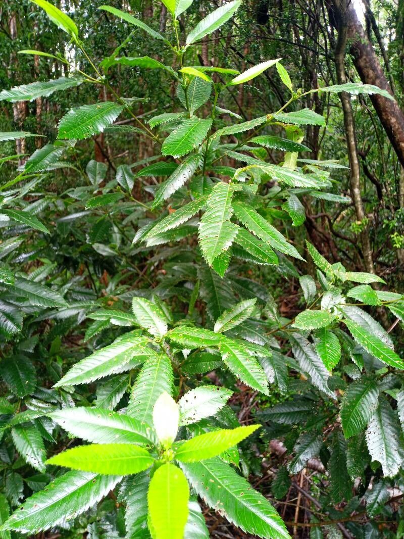 Caldcluvia paniculata — search result for 'Chile'