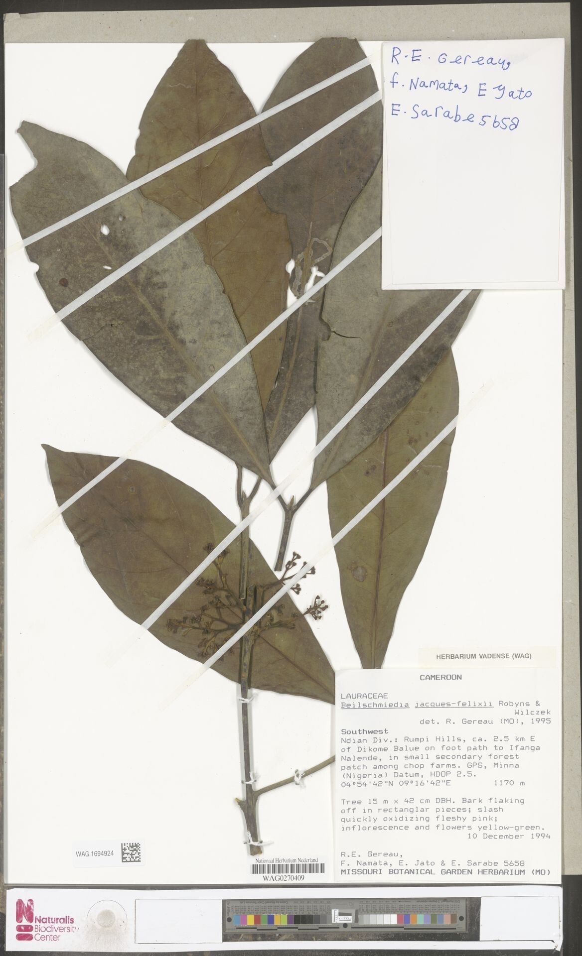 Beilschmiedia jacques-felixii — houseplant care guide
