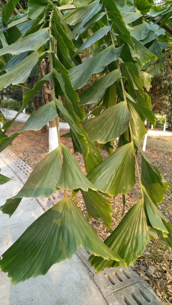 Caryota obtusa — search result for 'Laos'