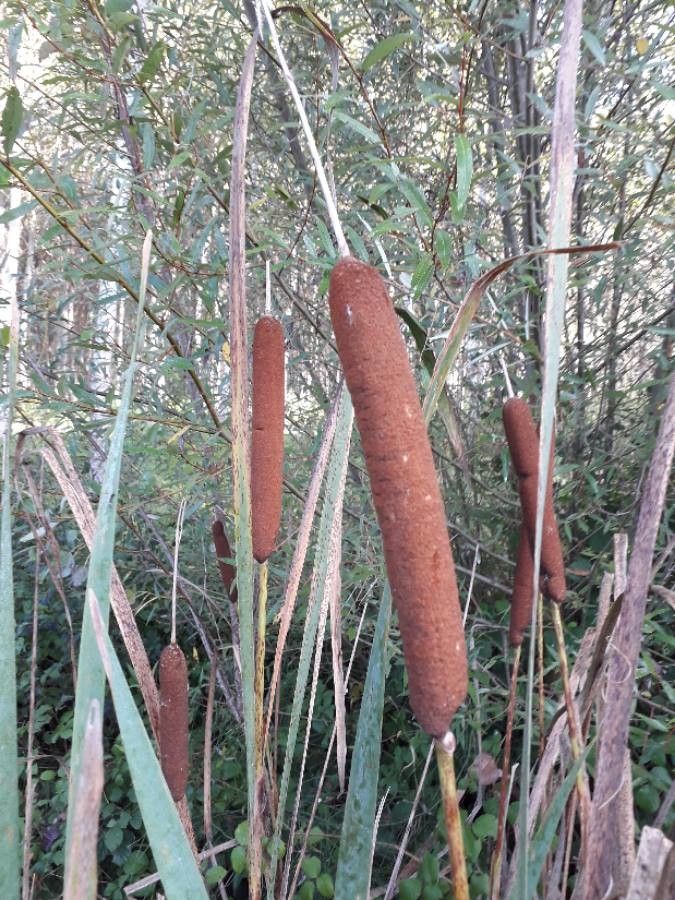 Typha latifolia flower