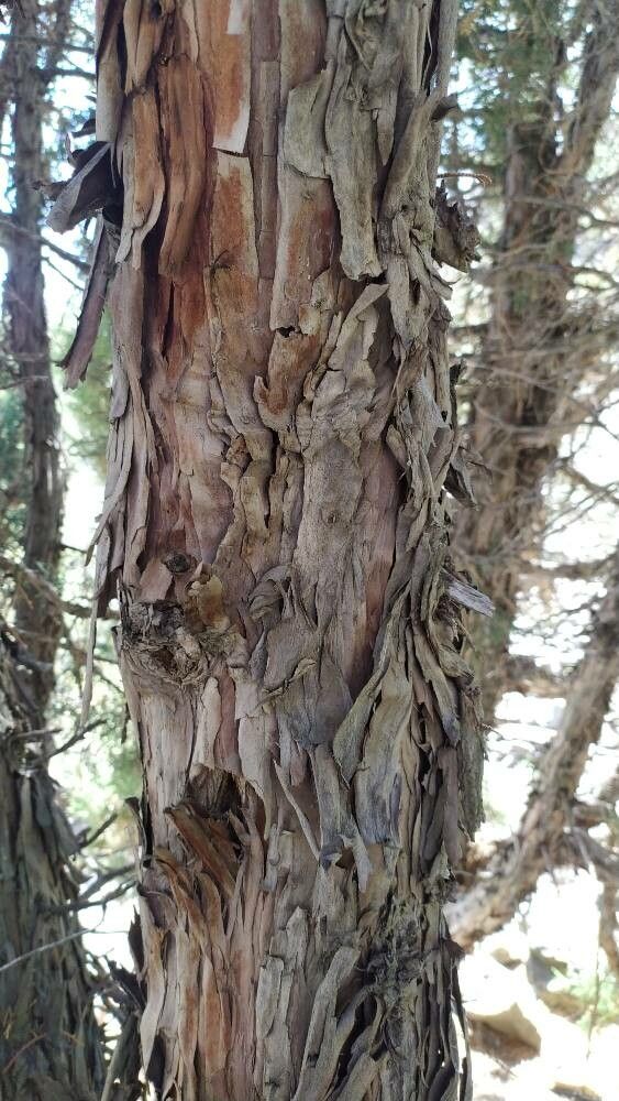 Juniperus seravschanica bark