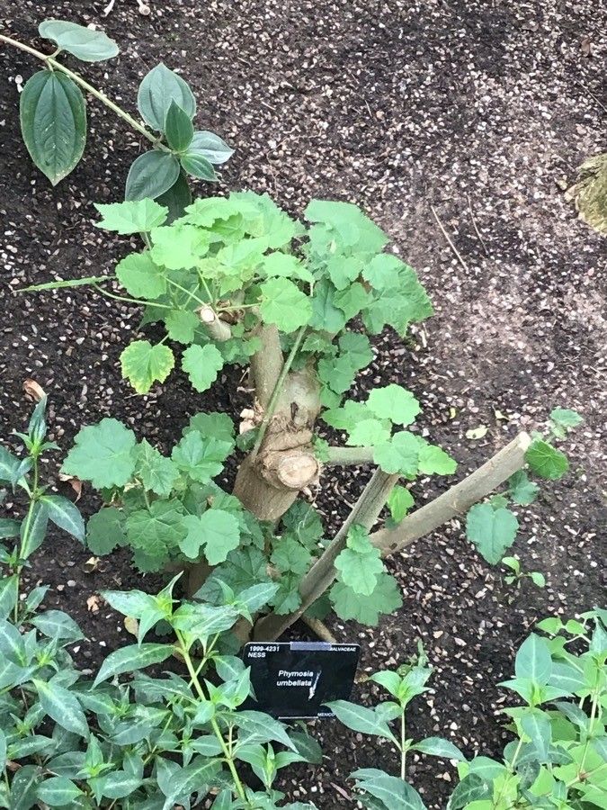 Phymosia umbellata — search result for 'Malvaceae'