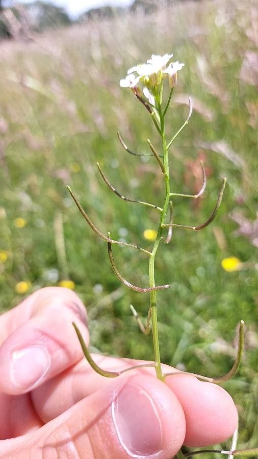 Nasturtium microphyllum fruit