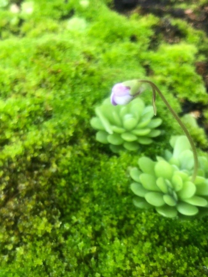 Pinguicula jaumavensis flower
