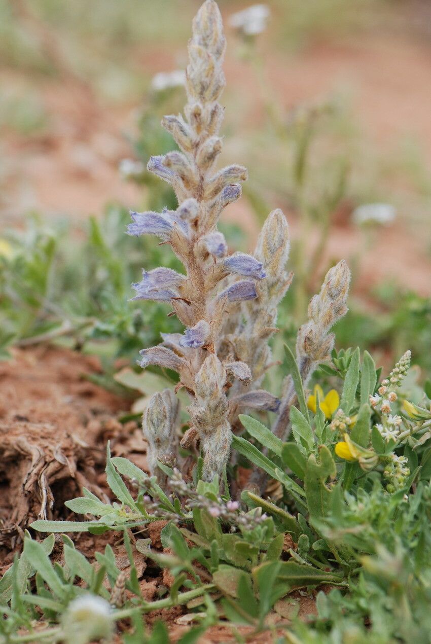 Orobanche ramosa other