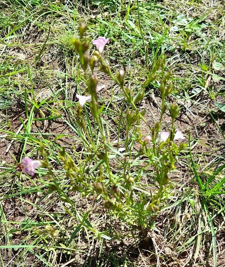 Agalinis communis habit