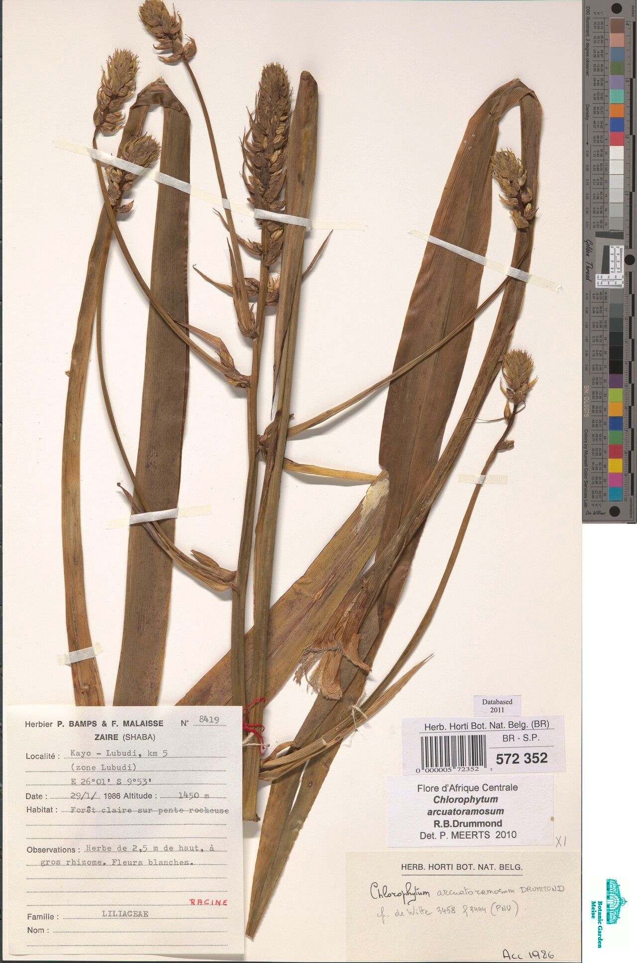 Chlorophytum arcuatoramosum — search result for 'Chlorophytum'