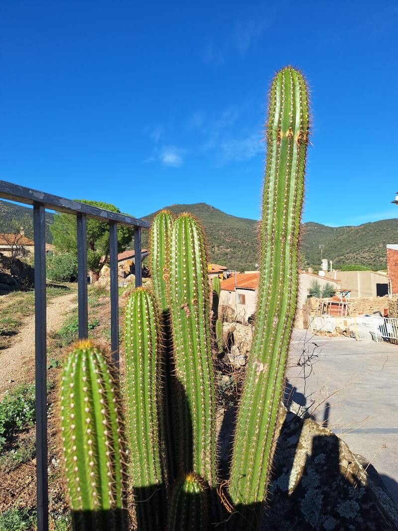 Soehrensia spachiana bark