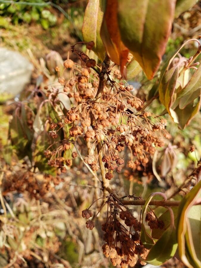 Kalmia angustifolia fruit