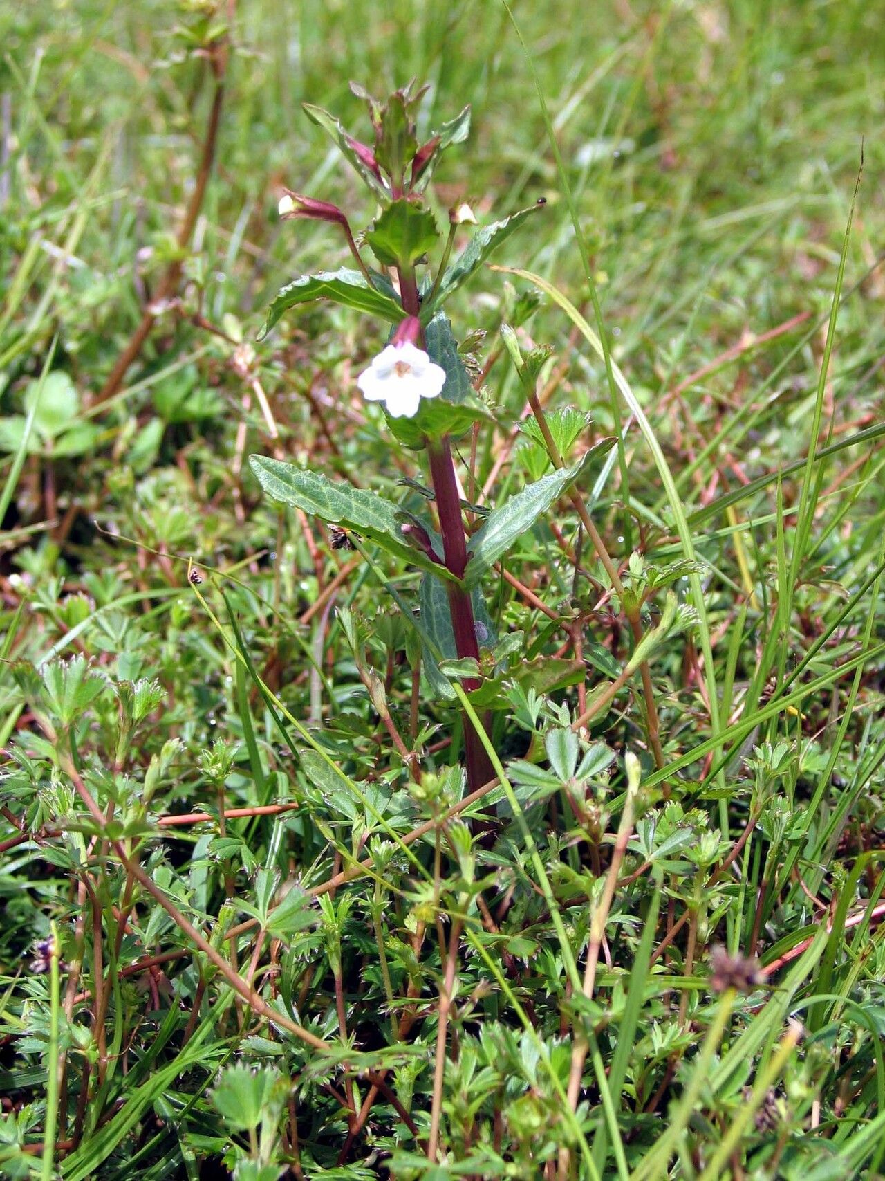 Mimulus madagascariensis — houseplant care guide