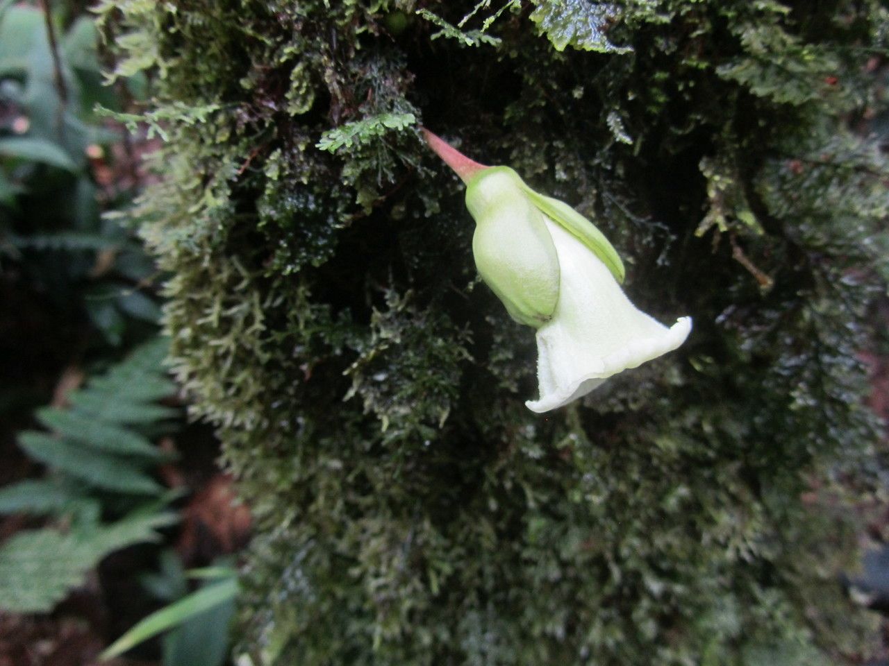 Amphitecna kennedyae flower