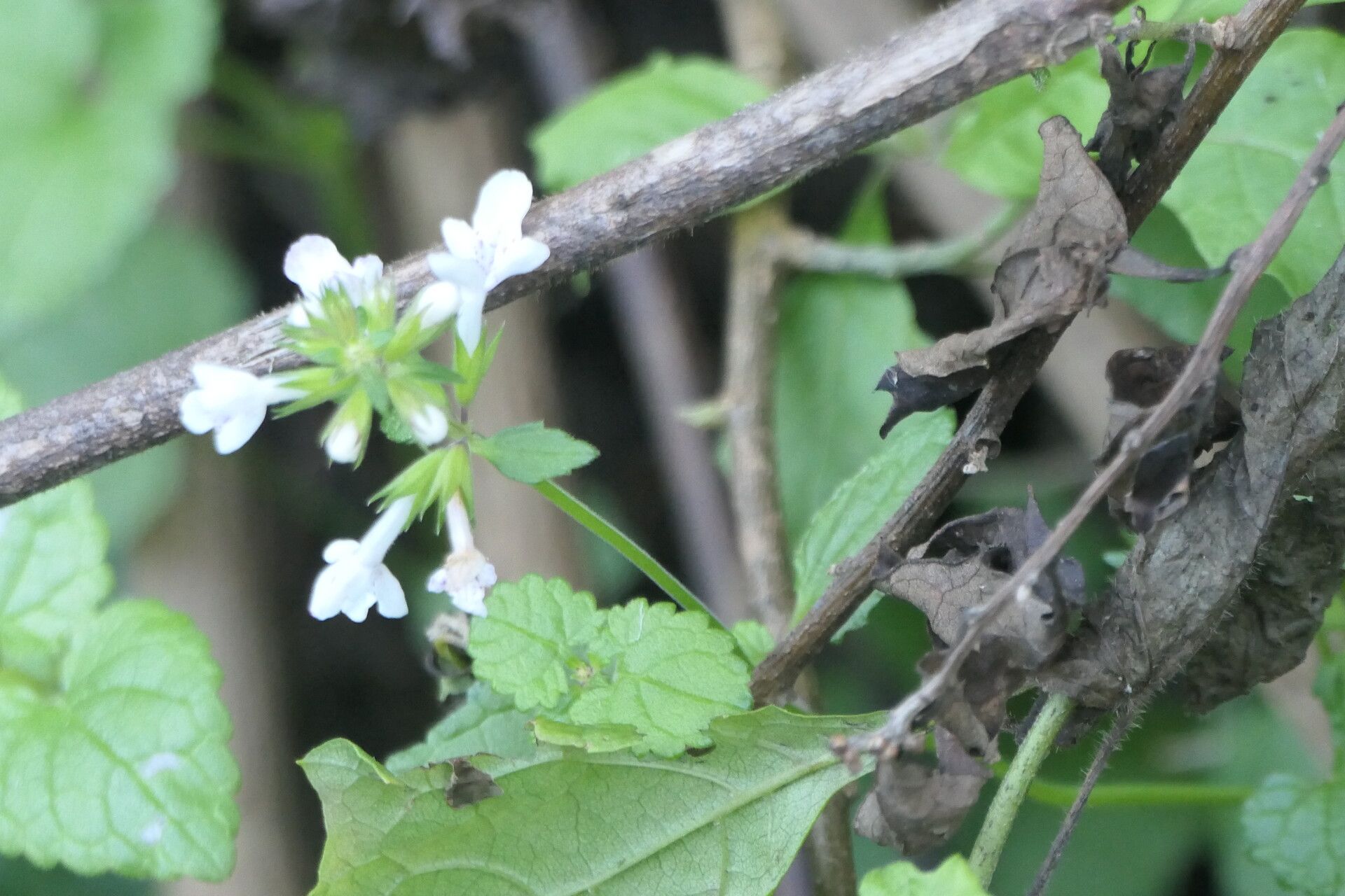 Stachys aethiopica flower