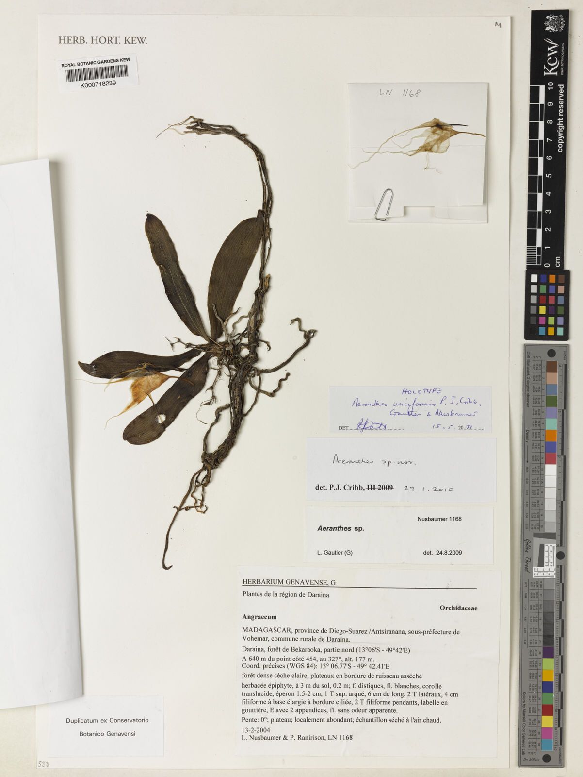 Aeranthes unciformis — houseplant care guide