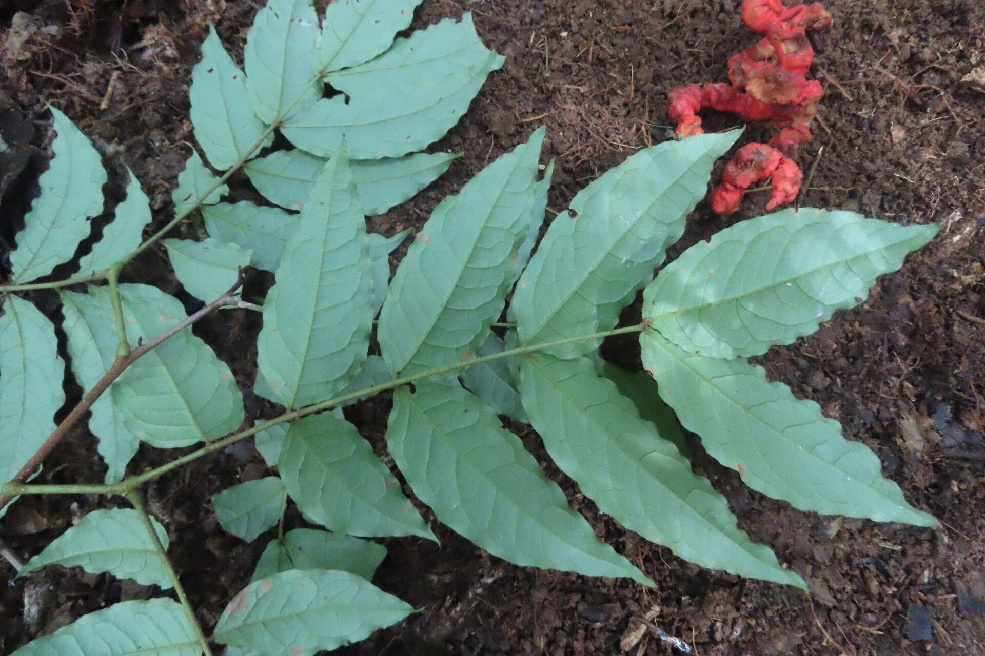 Cojoba catenata leaf