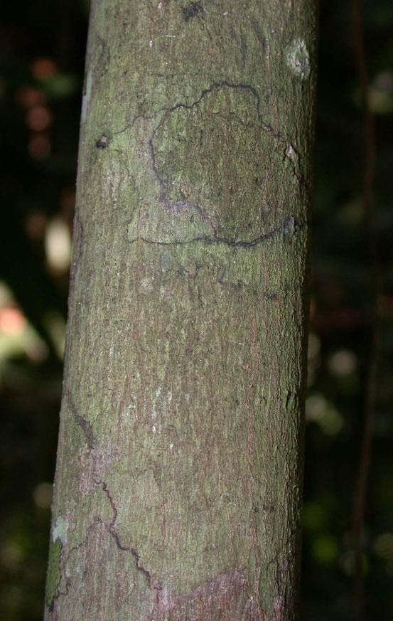 Unonopsis hammelii — related species from the same genus