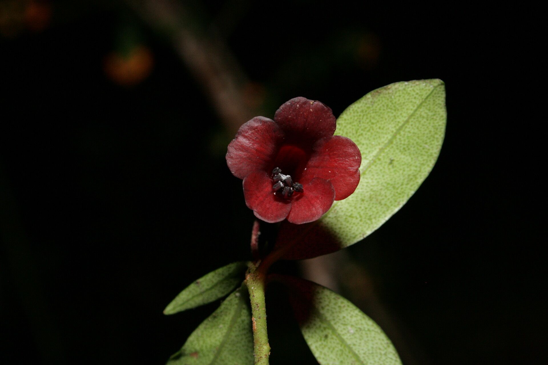 Rhododendron rubrobracteatum — houseplant care guide