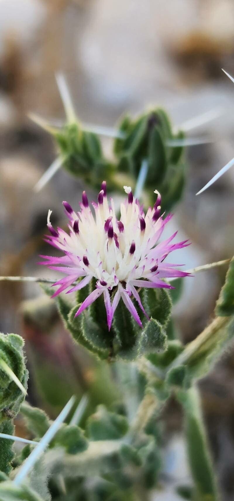 Centaurea bruguieriana flower