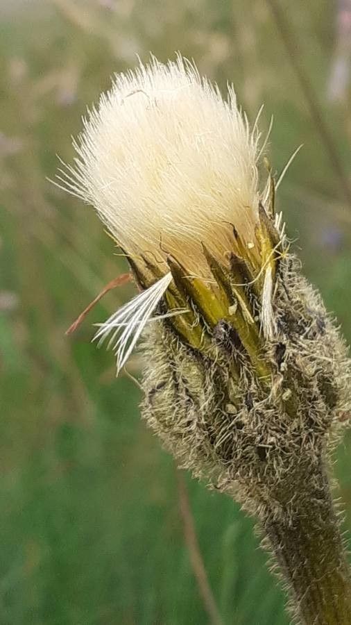 Hypochaeris uniflora fruit
