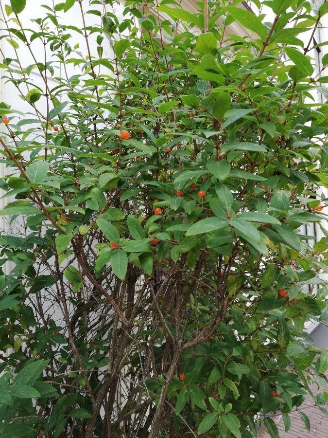 Wikstroemia indica — search result for 'Thymelaeaceae'