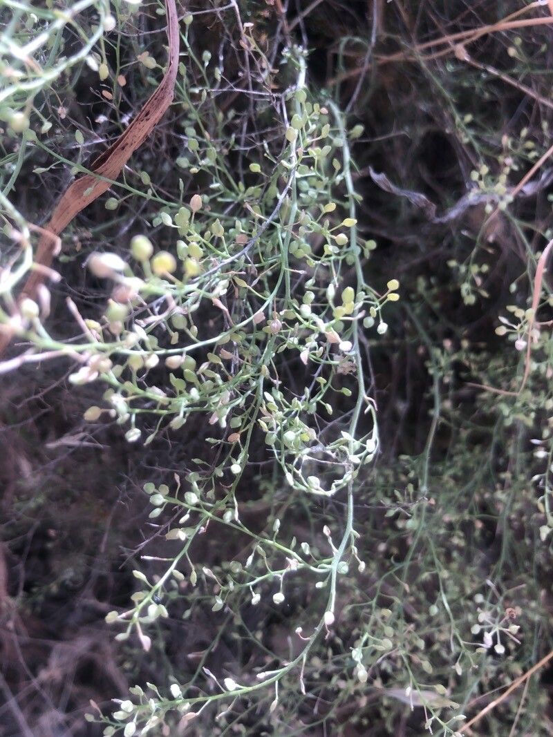 Lepidium subulatum fruit