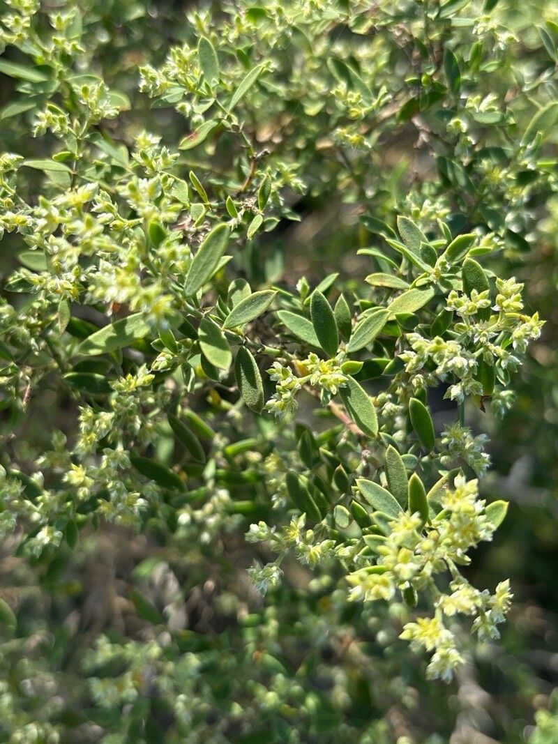 Paronychia canariensis leaf