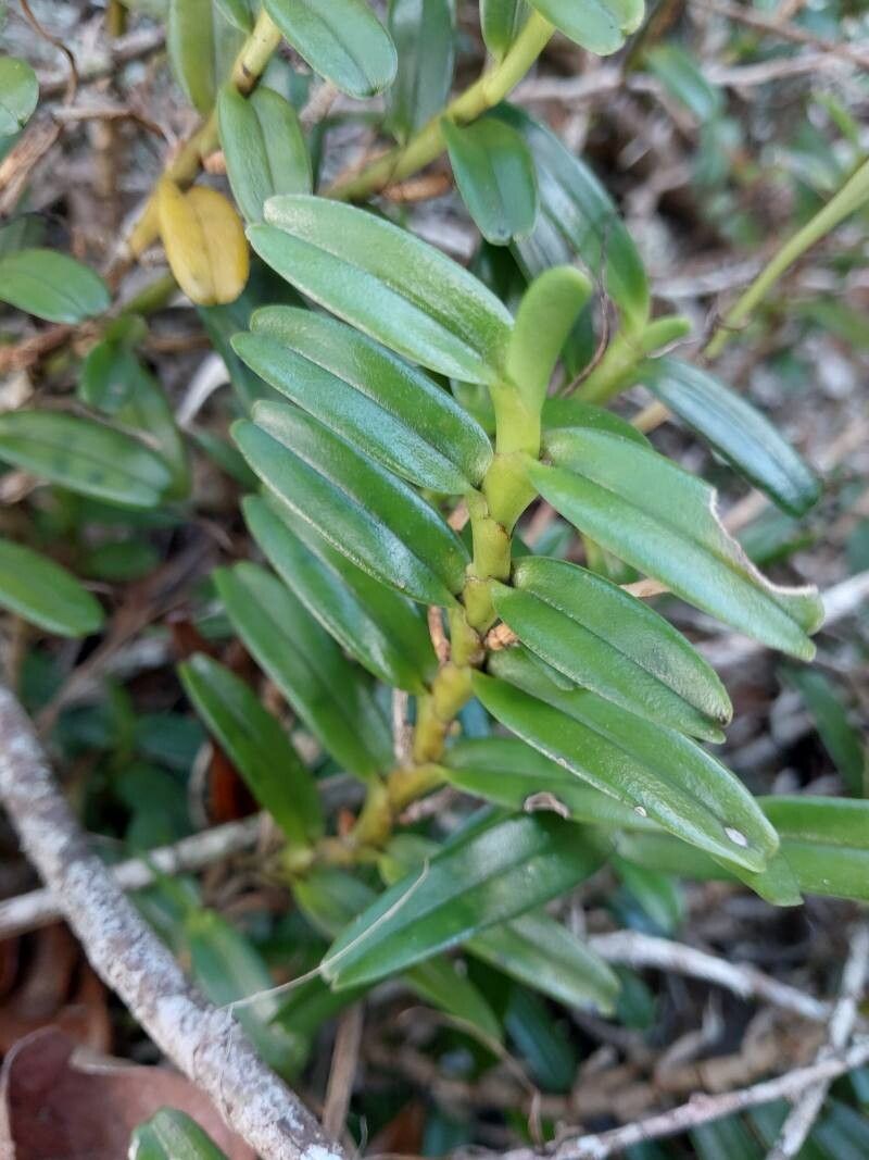 Jumellea confusa — houseplant care guide