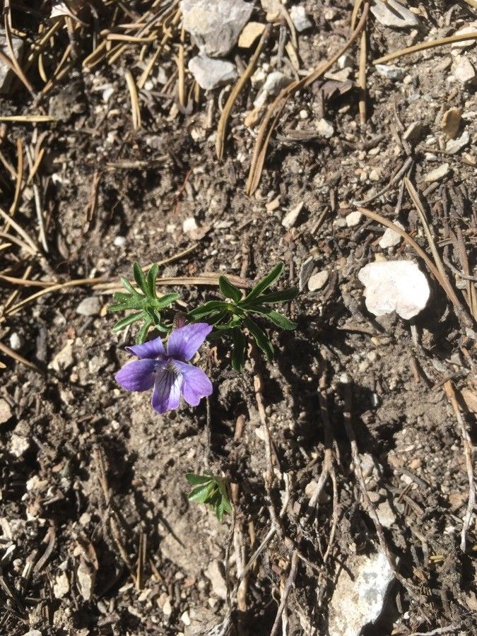 Viola pinnata flower
