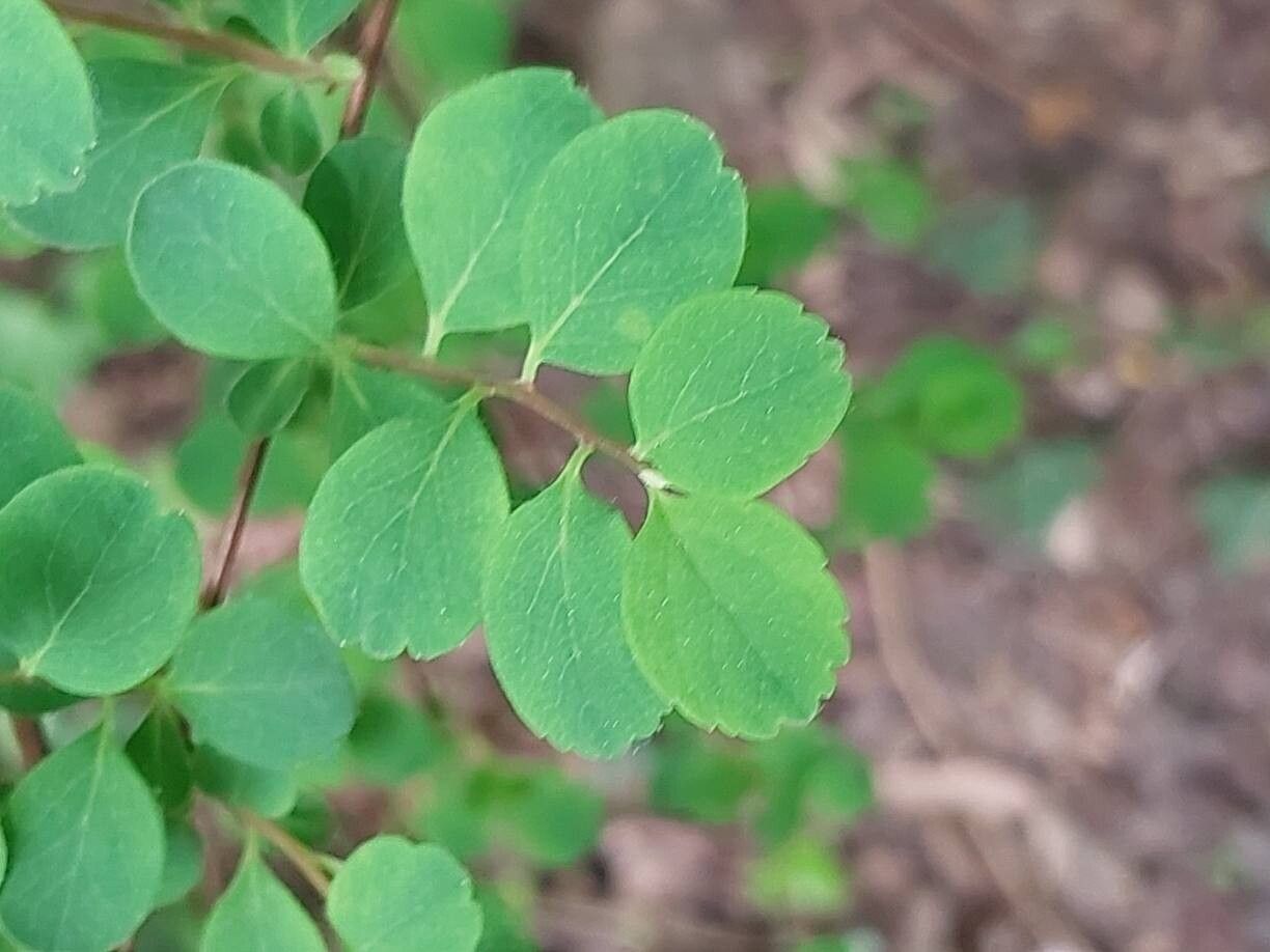 Spiraea arcuata leaf