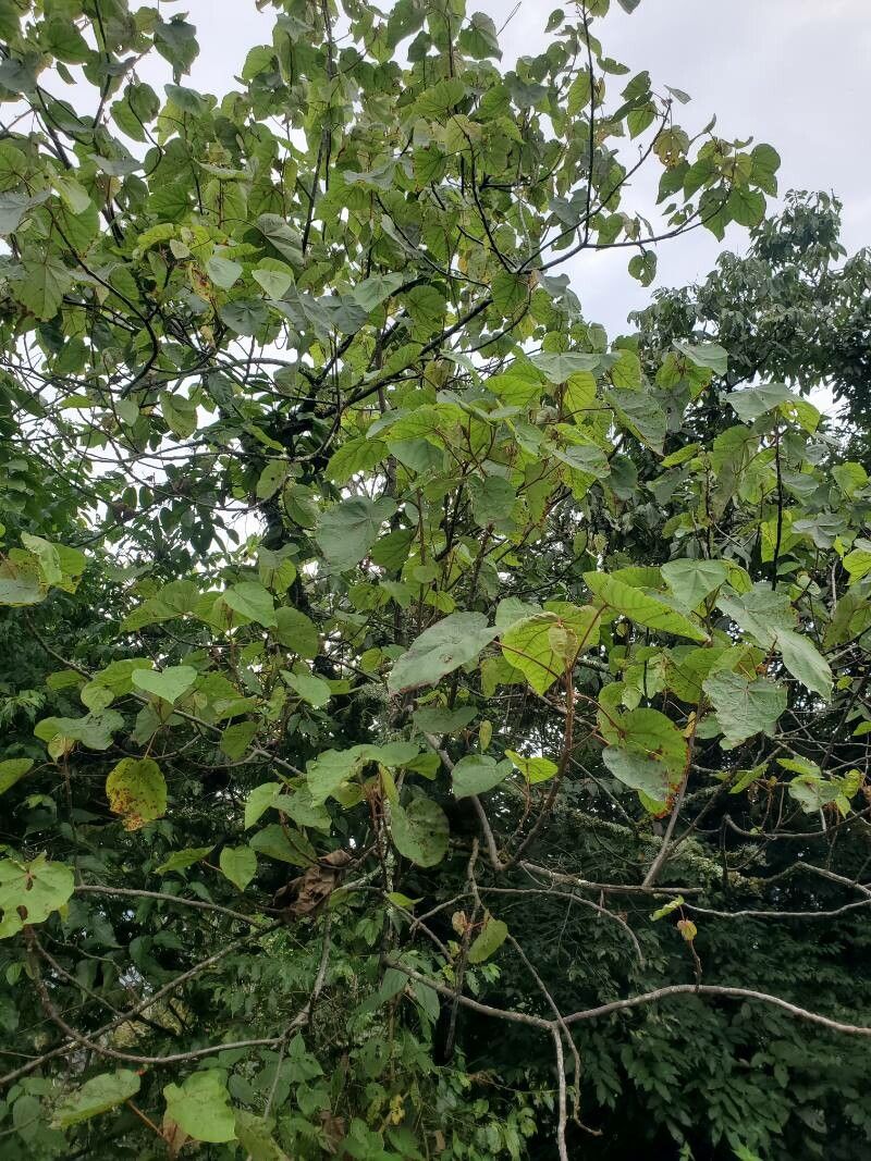 Dombeya ledermannii leaf