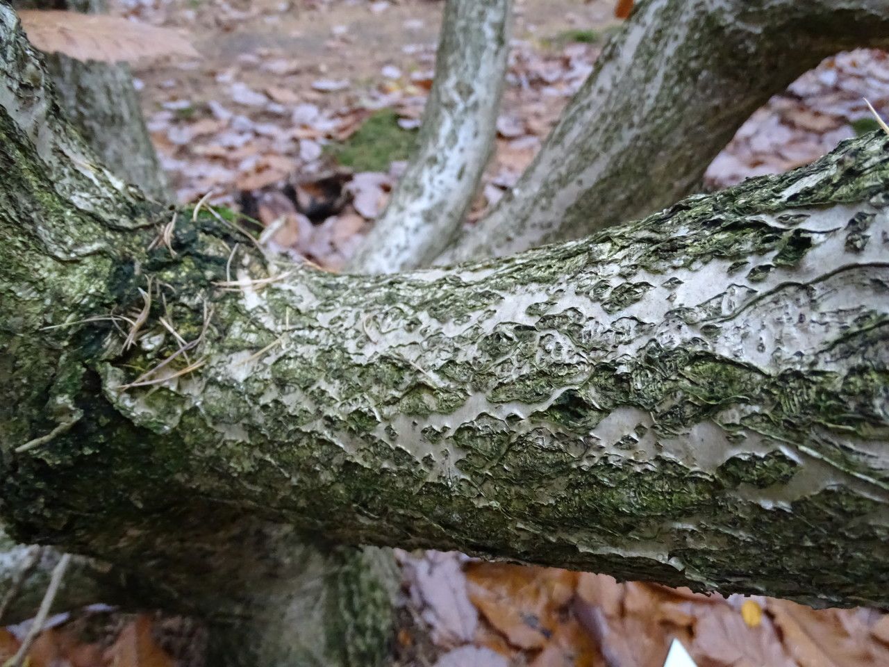 Quercus pontica bark