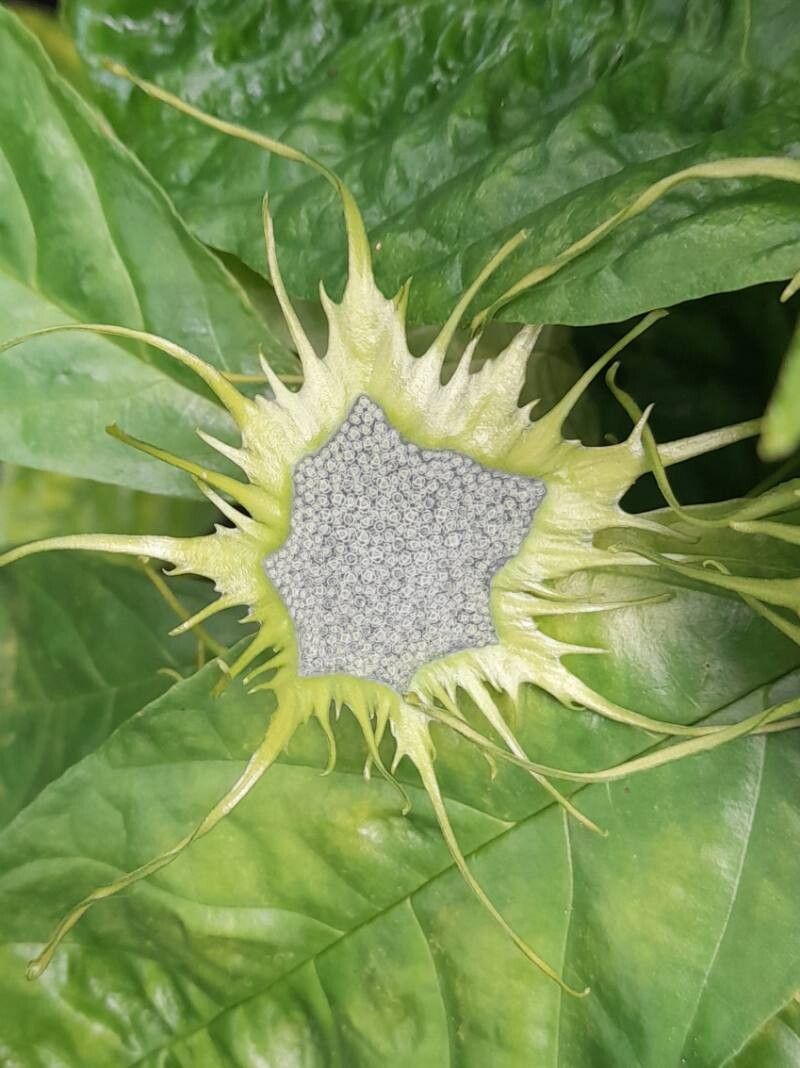 Dorstenia turnerifolia flower