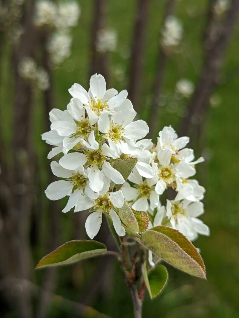 Amelanchier spicata flower