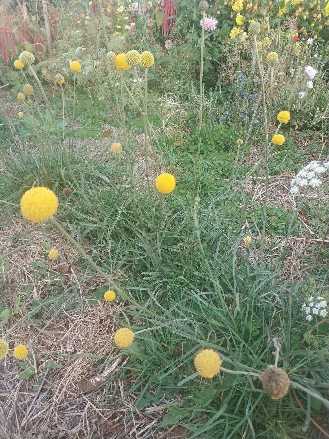 Pycnosorus globosus habit